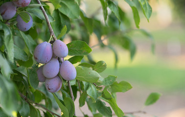 Plums on Tree Vine Fruit Orchard