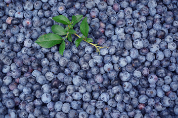 fresh picked blueberry with green leaves