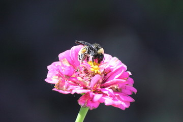 Bee collecting nectar on zinnia
