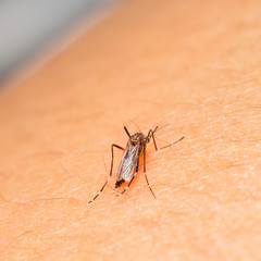 black culex mosquito