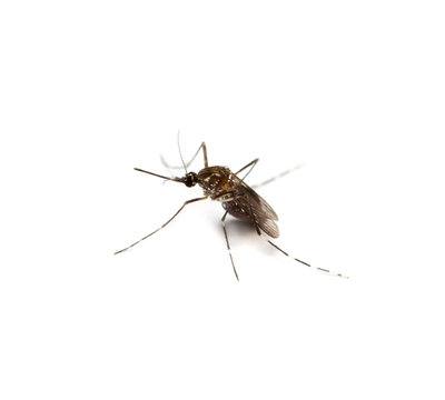 black culex mosquito