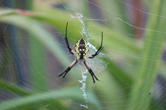 Garden spider on his web