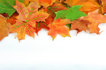 Naklejka na ściany i meble colorful autumn maple leaves frame isolated on white background