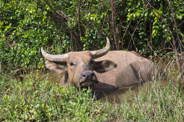 Pasture rised Asian water buffalo.
