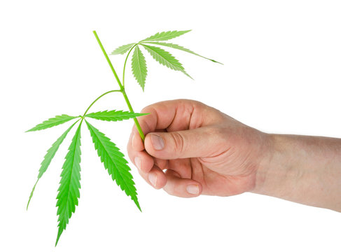 Marijuana leaves in hands