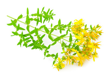St John's wort isolated on white