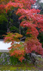 Obraz premium Autumn scenery in Kyoto, Japan