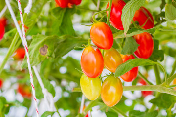 Ripe natural red tomatoes growing on a branch in a Organic farm.