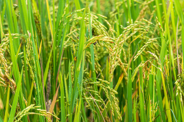 closeup Rice field