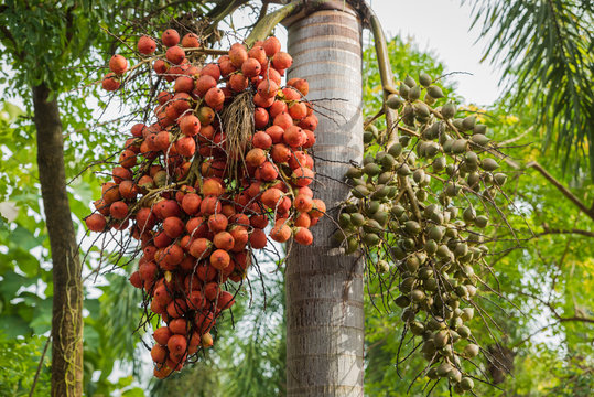 Ripe of palm fruits hanging on tree