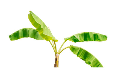 Green banana  tree isolate on a white background with clipping path.