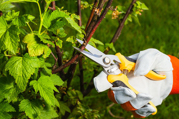 gardener's hand with  pruning scissors