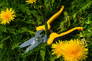 new garden scissors