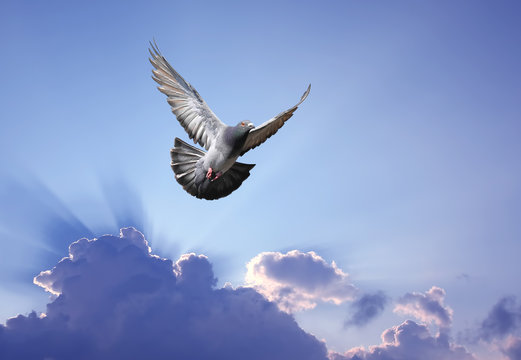 Dove in the air symbol of faith over shining sun