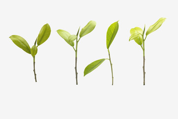 Fresh green leaves and trees. Clipping path..