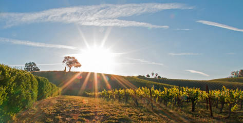 Early morning sun shining next to Valley Oak tree on hill in Paso Robles wine country in the Central Valley of California United States