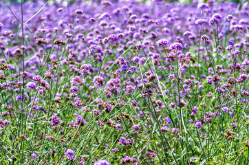 purple flowers on the meadow
