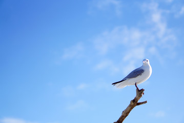 Seagull stamding on the stick with at  Hokitika beach