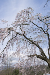 Fototapeta na wymiar Sakura of japan
