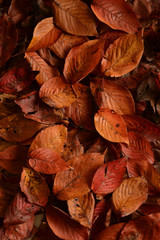 落ち葉　桜の葉

