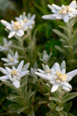 Edelweiss flowers in nature