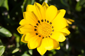 Yellow Gazania Flower