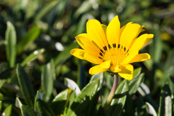 Yellow Gazania