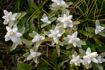 Edelweiss flowers in nature