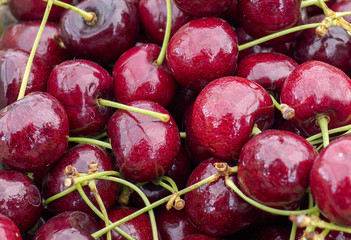 Close up a dark red Lepin Cherries 