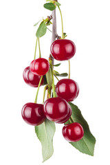 Cherry branch with leaves