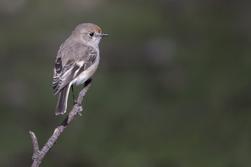 Obraz premium Red-capped Robin (Petroica goodenovii), Woodlands Historic Park, Greenvale, Australia.