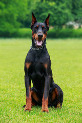 dog breed Doberman Pinscher