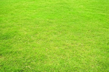 Close-up Green Lawn Background.