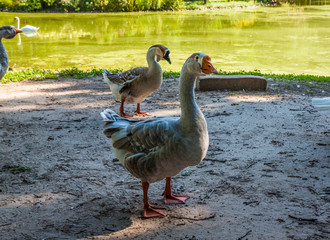 goose,white goose, grey goose is family goose 