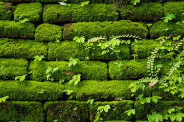 Green moss growing on old brick wall, Evergreen green moss at primitive forest located  Inthanon...