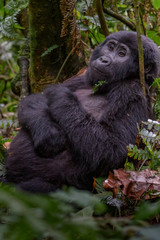Portrait of a mountain gorilla with cub at a short distance. gorilla close up portrait.The mountain gorilla (Gorilla beringei beringei)