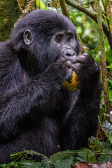 Portrait of a mountain gorilla with cub at a short distance. gorilla close up portrait.The mountain gorilla (Gorilla beringei beringei)