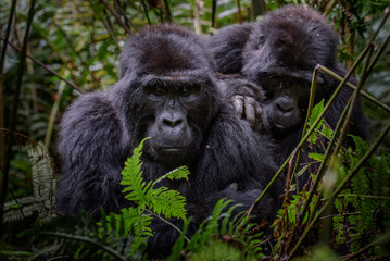 Portrait of a mountain gorilla with cub at a short distance. gorilla close up portrait.The mountain...