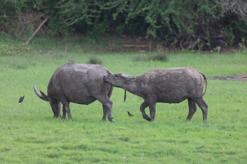 Obraz premium Pasture raised Asian water buffalo.