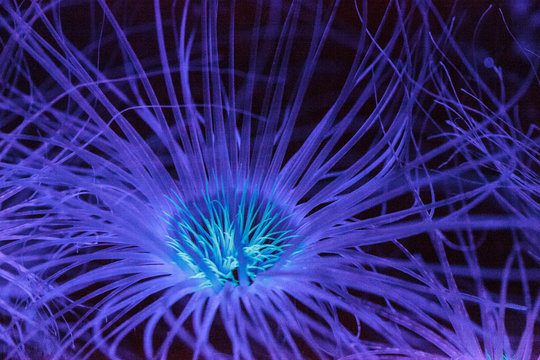 Glowing tube anemone from the genus Cerianthus