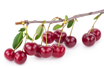 Cherry branch with leaves