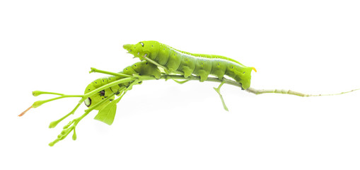 Green butterfly worm close up in white background