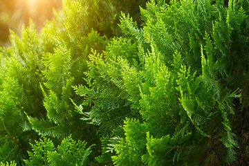 Chimese Arborvitae pine.