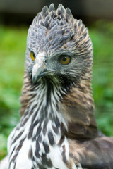 Close up of a Changeable Hawk-Eagle.