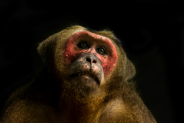 Close up of Stump-tailed macaque.