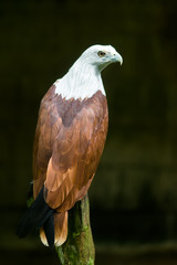 Close up of Brahminy kite, Red-backed sea-eagle.