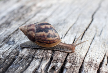 Snail