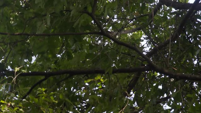 Howler monkey in tree top
