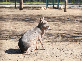 Fototapeta premium Cute patagonian mara in zoological garden