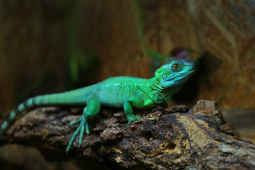 Green basilisk lizard in zoological garden